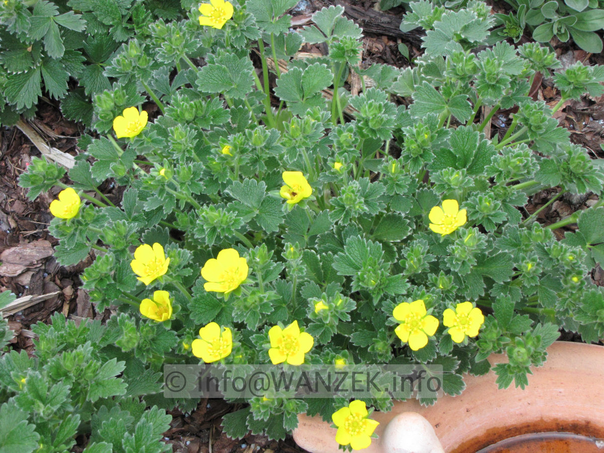 Potentilla megalantha (fragiformis) knospig.JPG